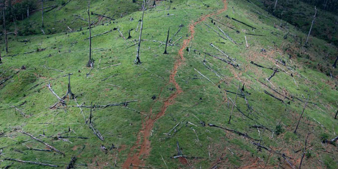 BM, biyoçeşitlilik kaybı ile hastalıkların yayılması arasındaki bağlantıya dikkati çekti