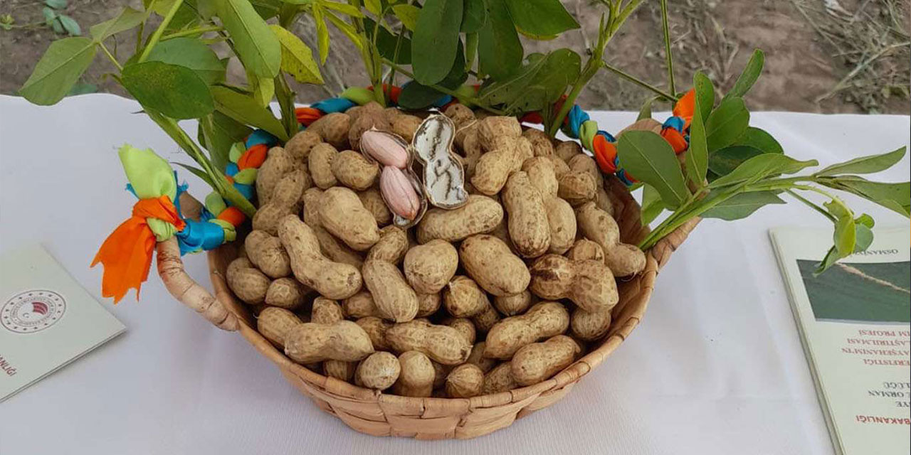 Osmaniye'nin yerfıstığı Ayşehanım çeşidinin ilk hasadı yapıldı