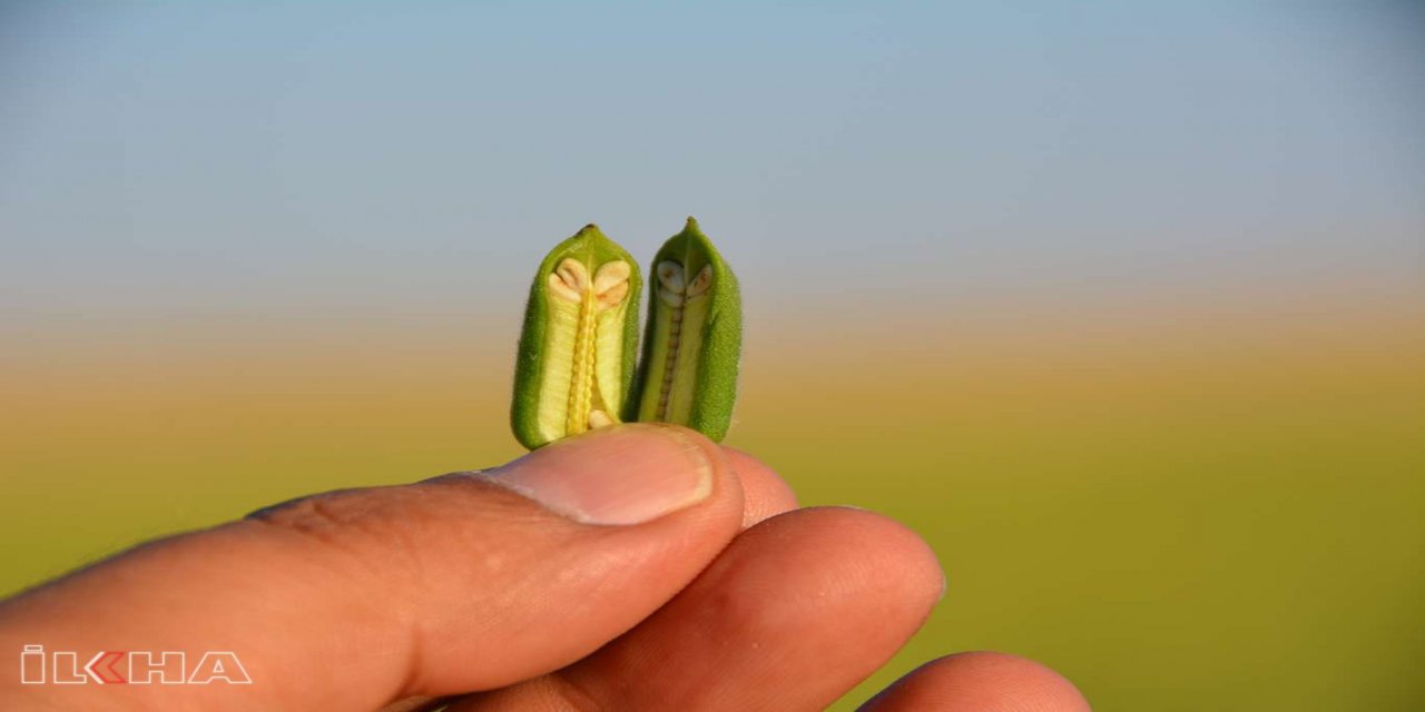 ​Batman’da susam hasadı yapıldı