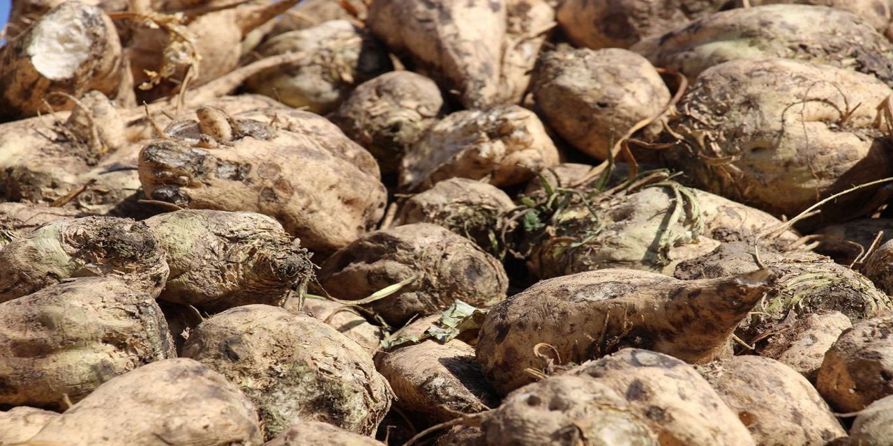 3 ili kapsayan 65. Pancar Kampanyası 21 Eylül'de başlayacak