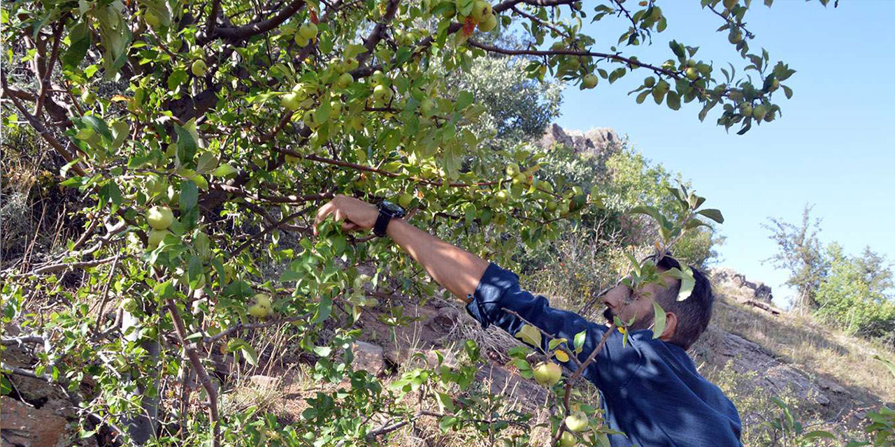 Ağrı'da kış hastalıklarına karşı dağlardan doğal ürünler topluyorlar