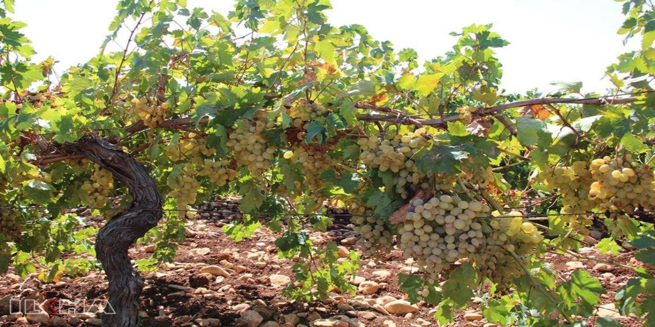 Üzüm üreticileri piyasa şartlarından memnun değil