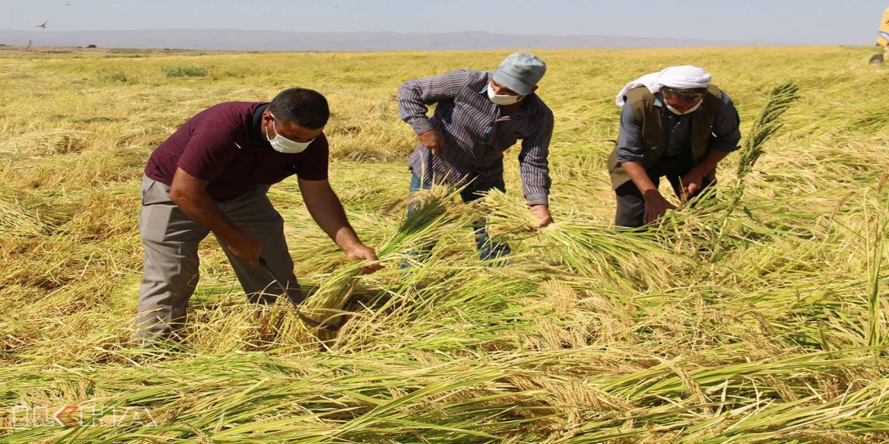 Çınar'da Karacadağ pirincinin hasadı başladı