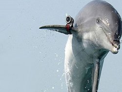 Karadeniz'de silahlı yunus alarmı