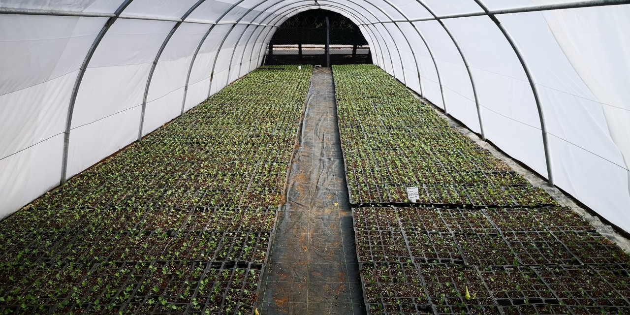 Diyarbakır Büyükşehir Belediyesi, çiçek üretim kapasitesini 3 milyona çıkardı