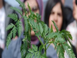 Baldıran otundan 5 çocuk zehirlendi