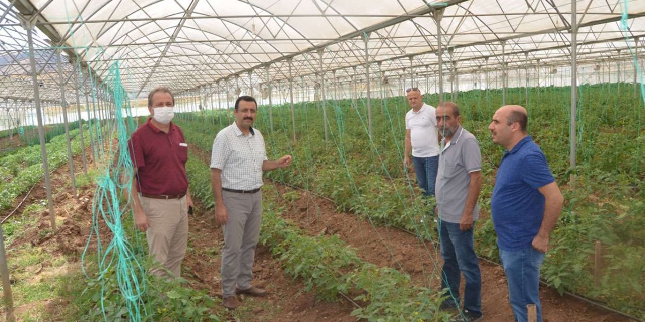 Siirt Tarım ve Orman İl Müdürü Demirhan, sera alanlarını inceledi