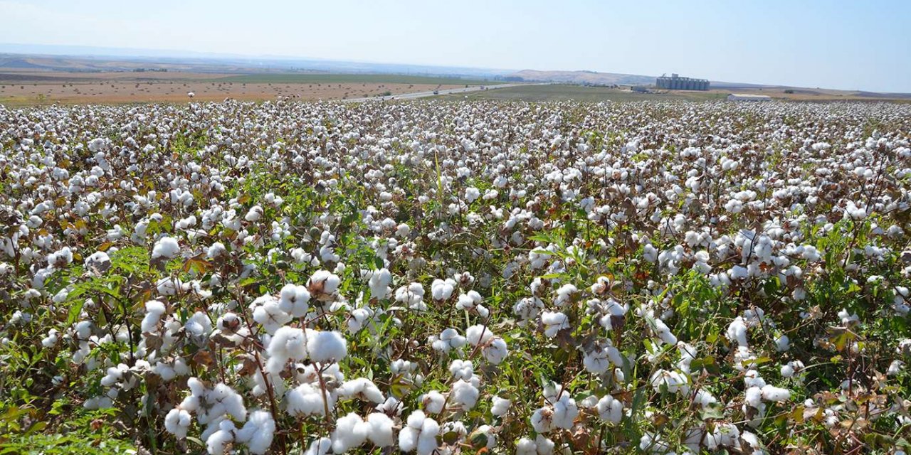 Diyarbakır'da sezonun ilk pamuk hasadı Bismil'de başladı