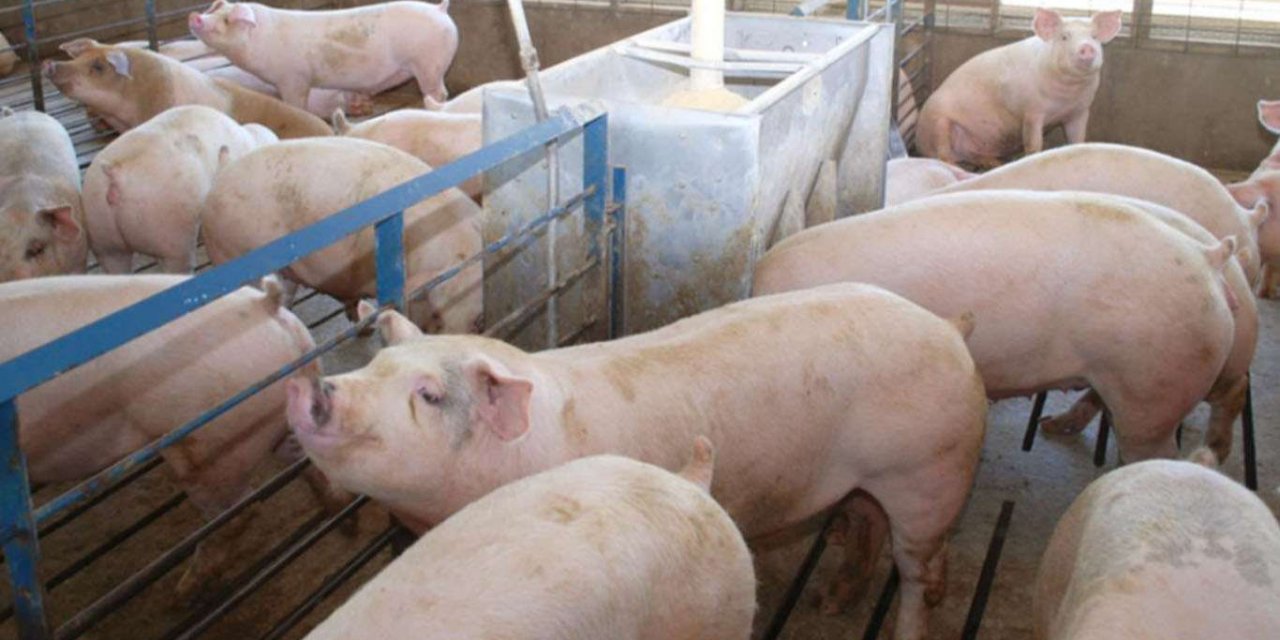 Almanya’da domuz vebası vakaları artıyor