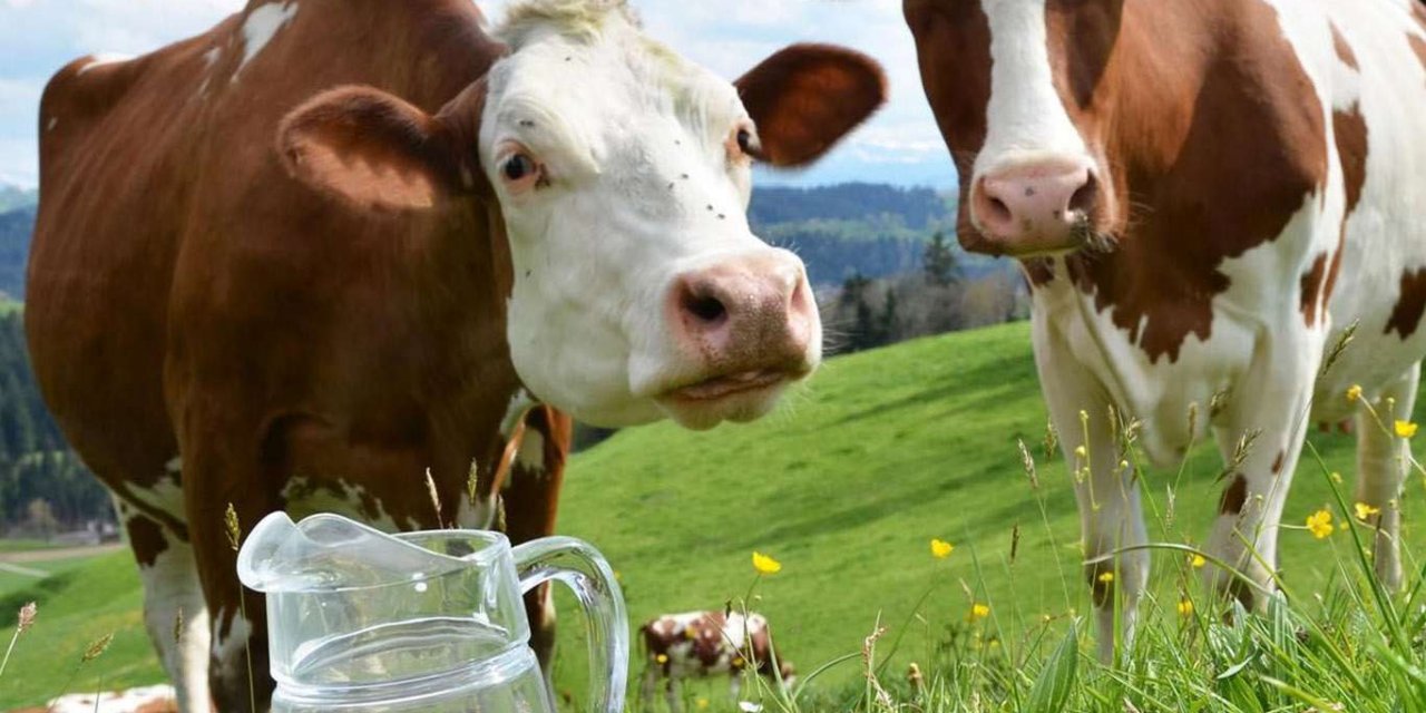 Ticari süt işletmelerince ağustos ayında 820 bin 835 ton inek sütü toplandı