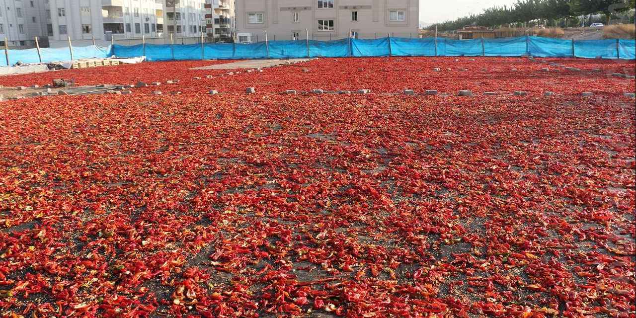 Şanlıurfa’da isot üreticileri yer tahsisi bekliyor