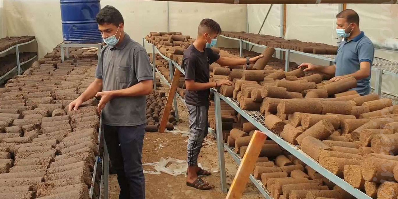 Filistinli genç mühendisler zeytin atıklarından yakacak kömür üretti