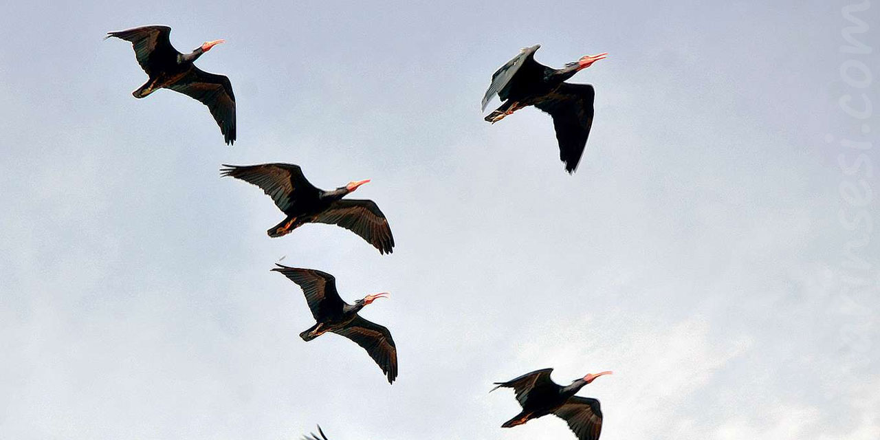 Koruma projesiyle kelaynakların sayısı artıyor