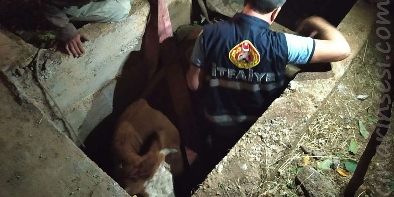 Siirt’te kanalizasyon çukuruna düşen inek kurtarıldı