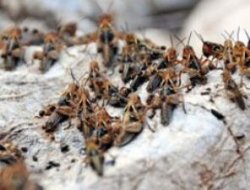 Çekirgelerin istila ettiği 4. ülke