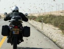 Ortadoğu'da çekirge istilası