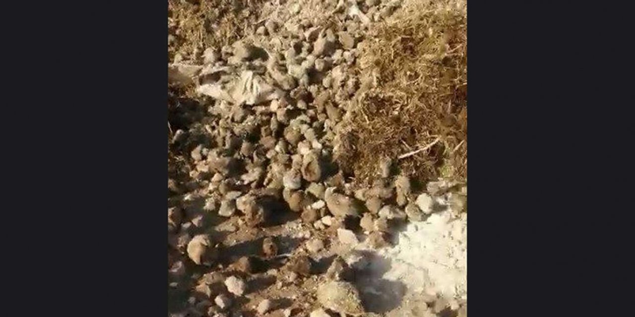 Elâzığ'da çürümeye terkedilen binlerce ton şekerpancarı imha edildi