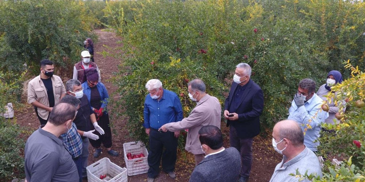 Adıyaman'da nar hasadı başladı