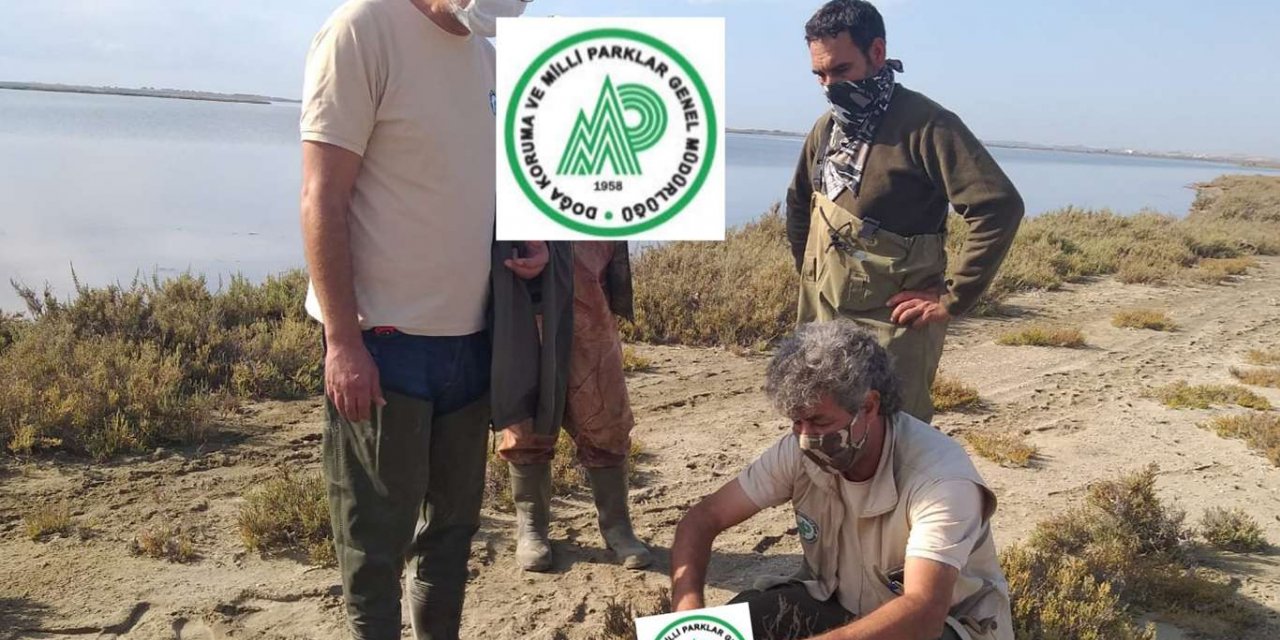 Koruma altındaki flamingoyu avlayan kişiye para cezası verildi