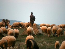 Üniversite mezunu diplomalı çoban geliyor!