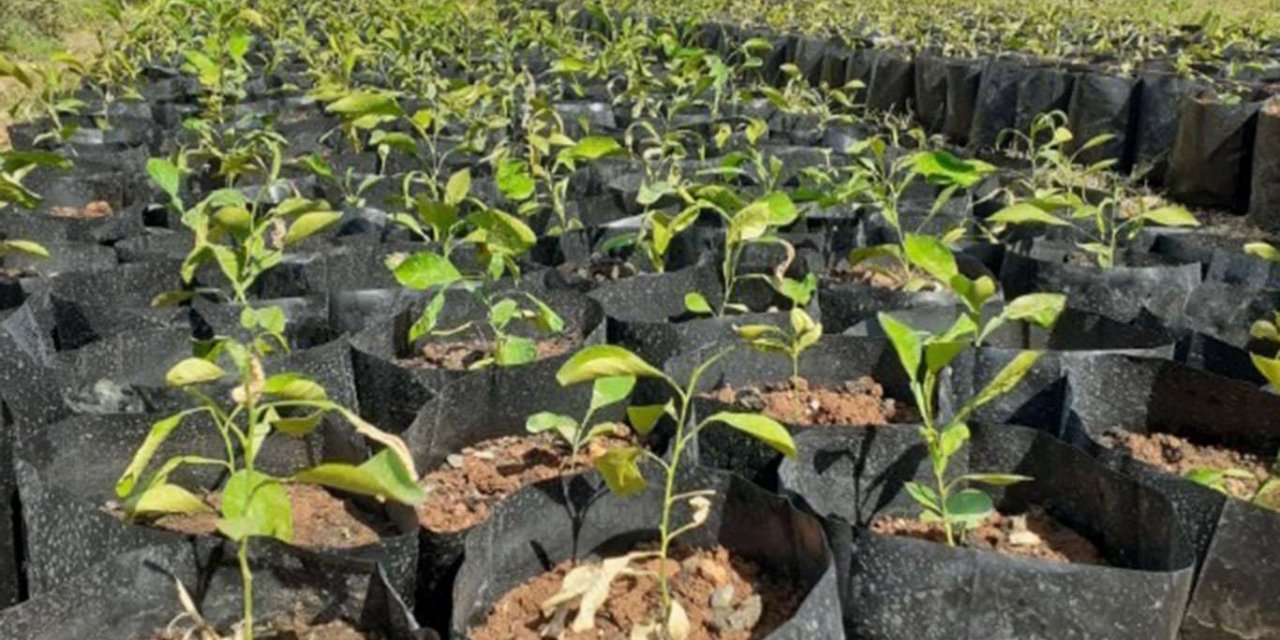 Adana'da seralarda turunç fidanı üretiliyor