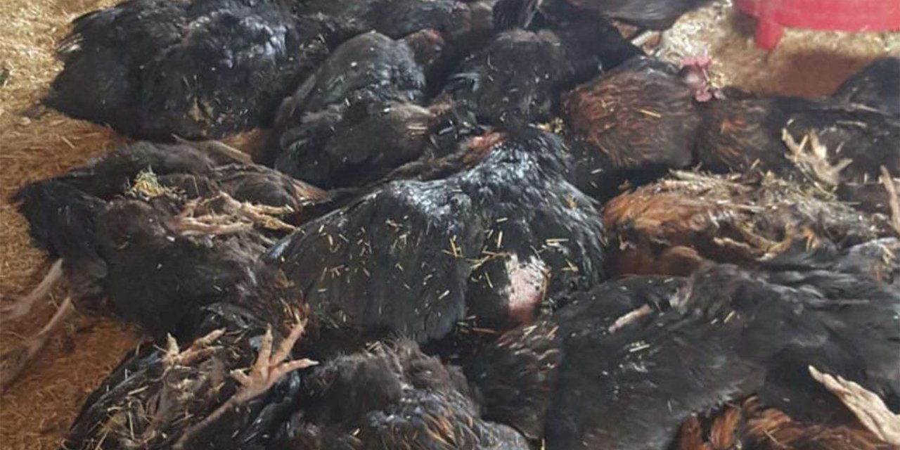 Avian flu identified in United Kingdom