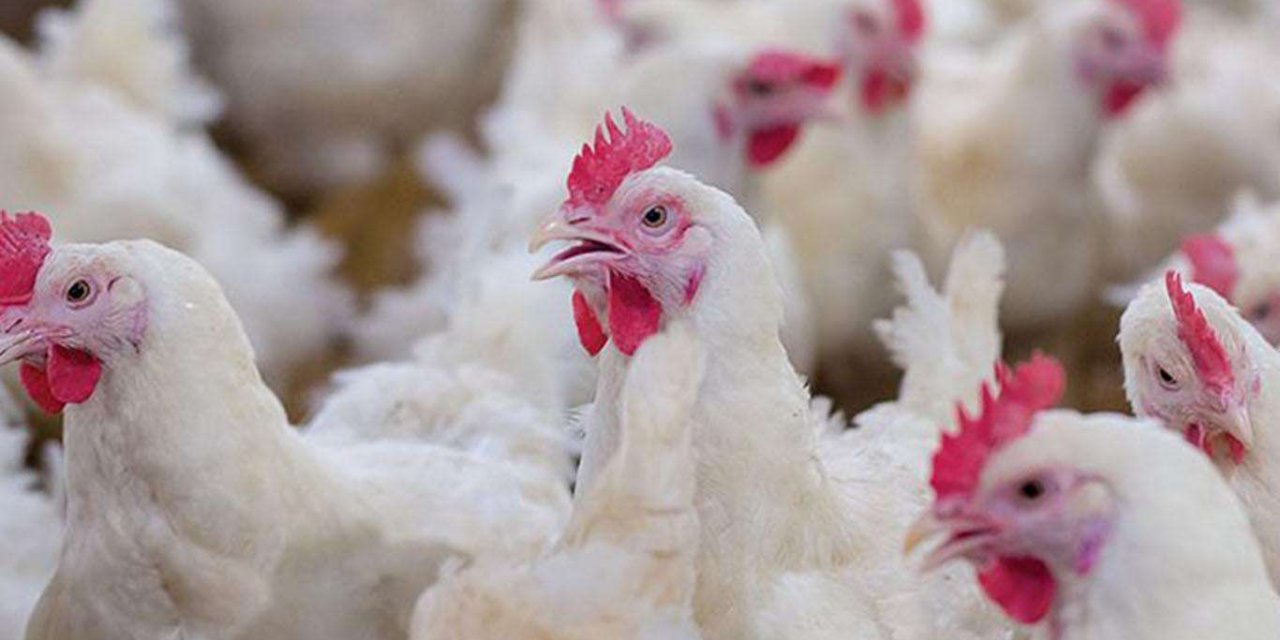 Çin’e ilk kez kanatlı eti ve ürünleri ihracatı başladı