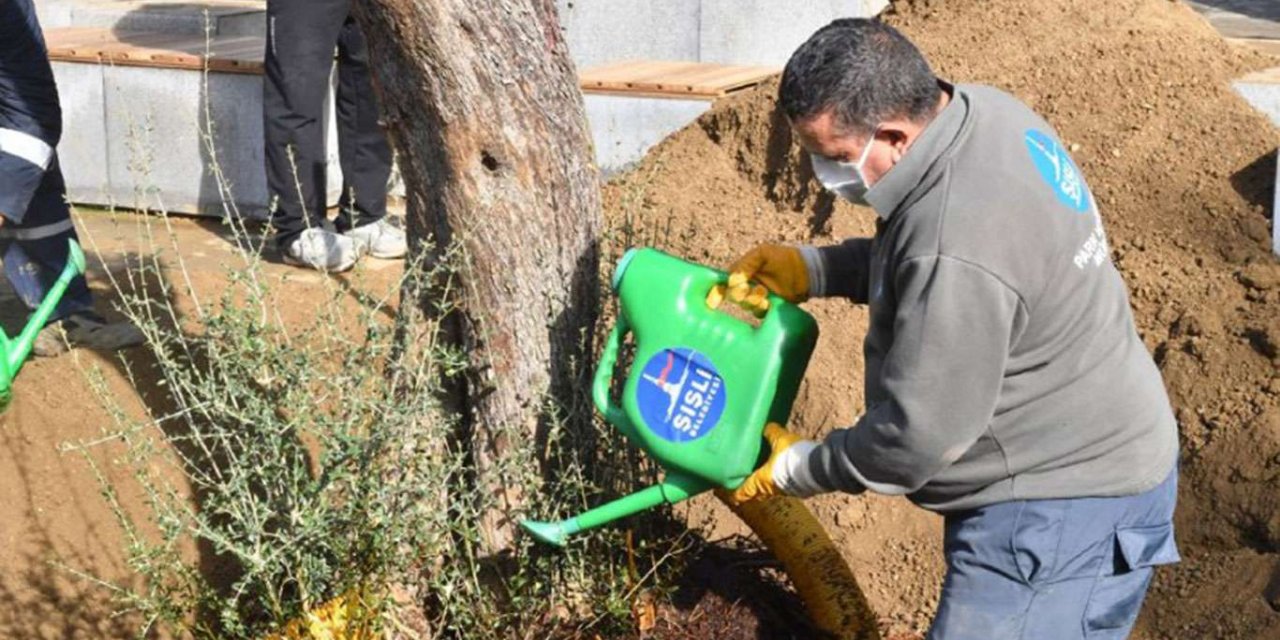 "Milli Ağaçlandırma Günü" kapsamında Şişli’de asırlık zeytin ağaçları dikildi