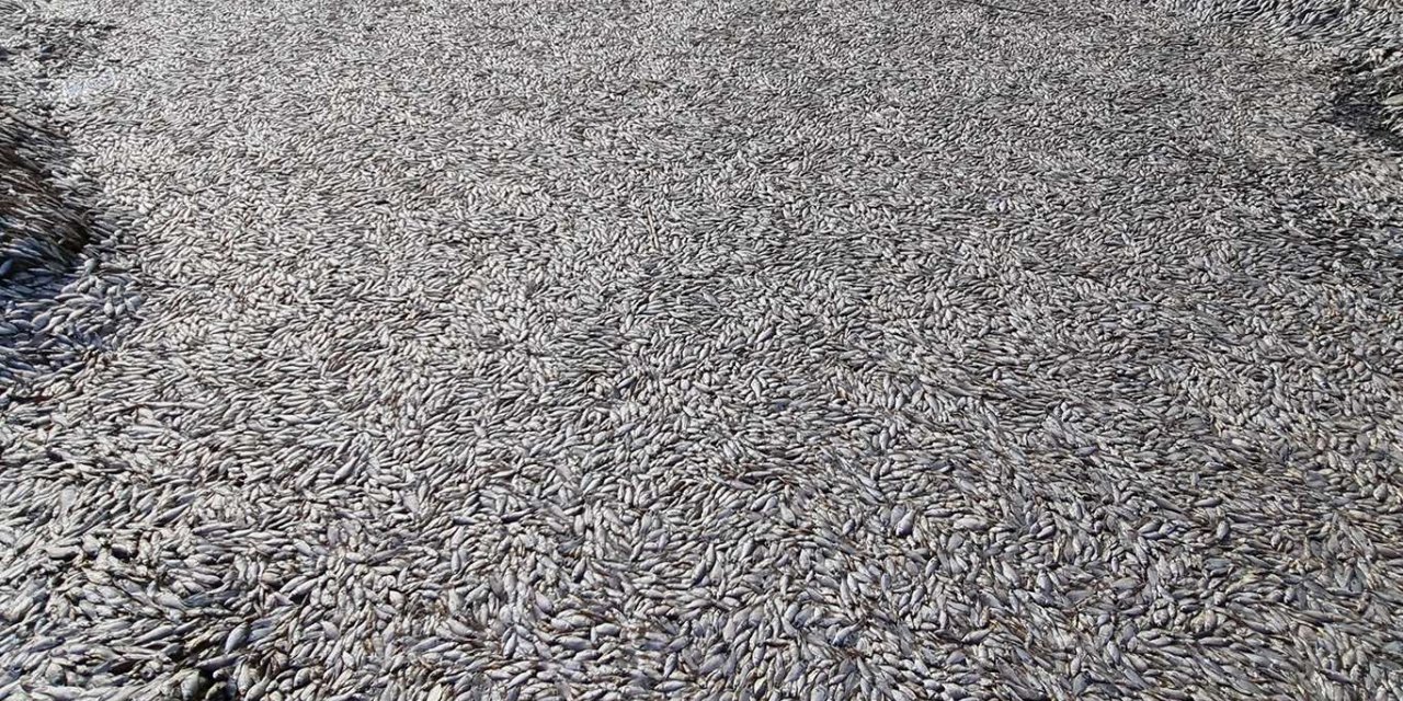 Batman Tarım ve Orman İl Müdürü Gün balık ölümleriyle ilgili konuştu