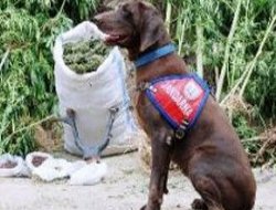 Peygamberimize hakaret