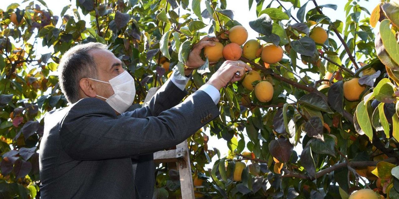 Adıyaman'da hurma hasadı başladı