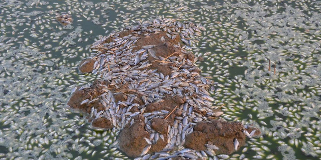 Yüzbinlerce balık halen kurtarılmayı bekliyor