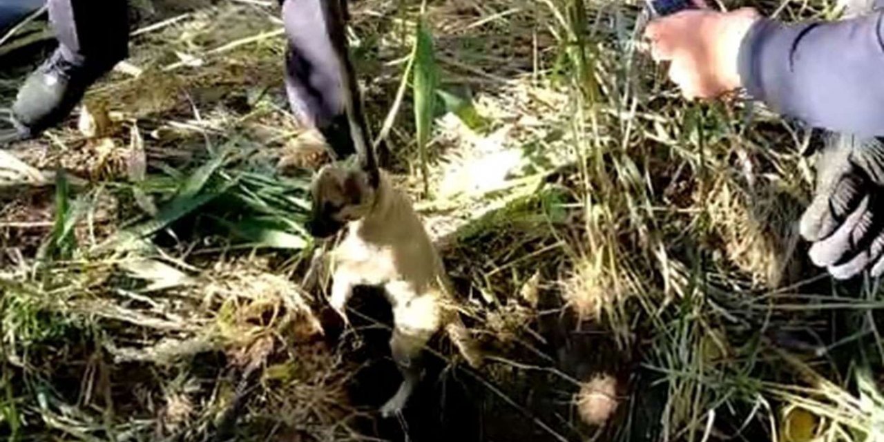 Battalgazi'de kuyuya düşen yavru köpekler kurtarıldı