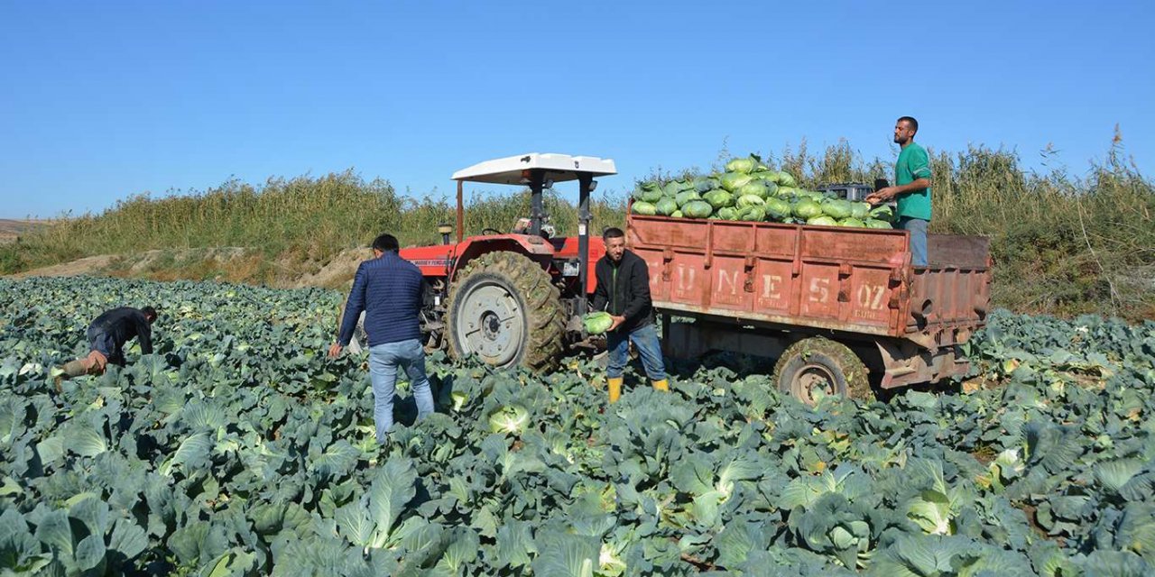 Lahana fiyatı çiftçinin yüzünü güldürmedi