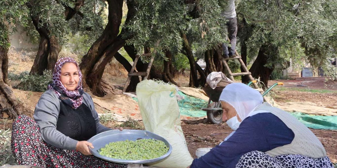 ​Ünü dünyaya yayılan Derik zeytininde “bereket yılı” yaşanıyor