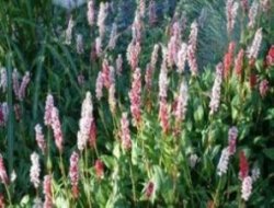 'Kürtçe Bitki Adları Sözlüğü' hazırlandı