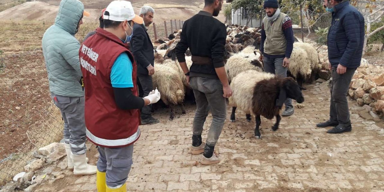 Siirt’te küçükbaş hayvanlara yönelik aşılama programı başlatıldı