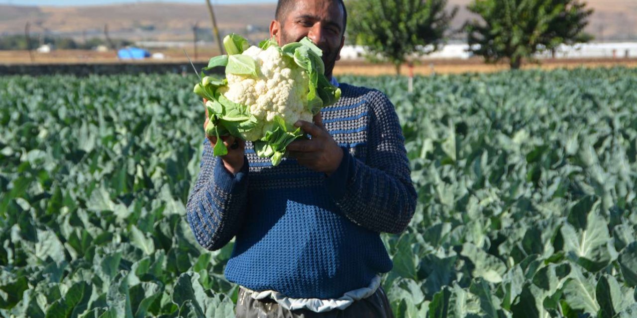 Hasada başlayan karnabahar üreticileri fiyatlardan şikâyetçi