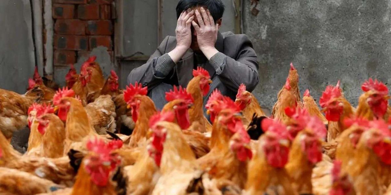 Fransa ve Danimarka'da kuş gribi alarmı