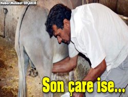 'Eşek Sütü Haramdır'