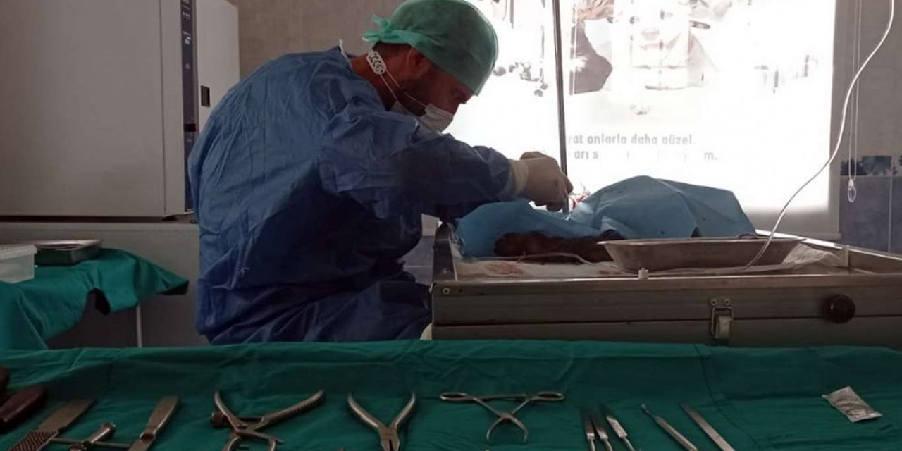 Mardin'deki rehabilitasyon merkezi sokak hayvanlarını hayata bağlıyor