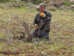 Bağlar budanmaya başlandı video