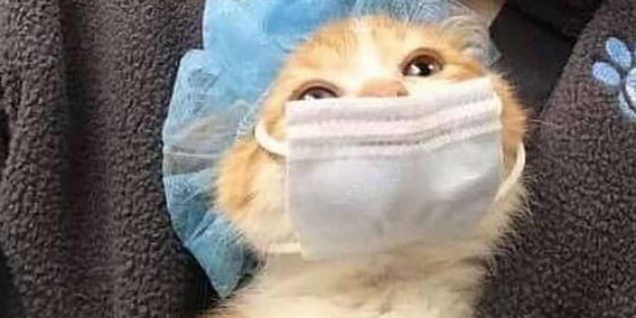 Denmark: Cats infected with Covid-19 were culled