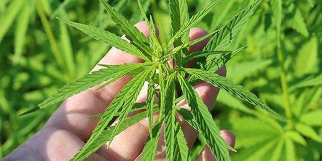 BM esrarı tıbbi amaçlı kullanılması için tehlikeli uyuşturucu maddeler sınıfından çıkardı