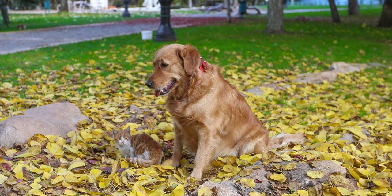Sokağa çıkma kısıtlamasında sokak hayvanları unutulmadı