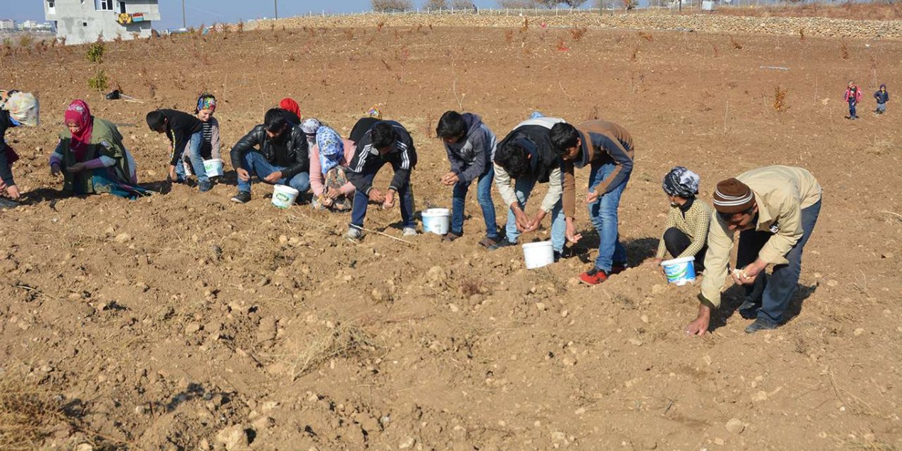 Çiftçiler fiyatında büyük bir artış yaşanan sarımsağa yöneldi
