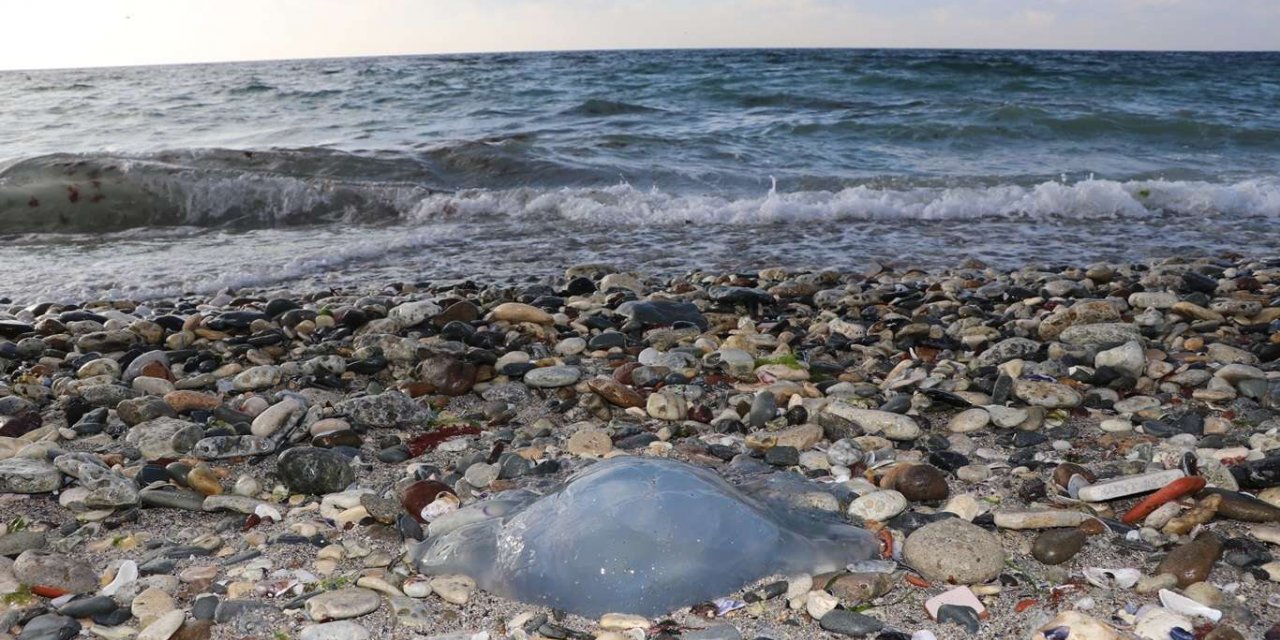 İstanbul'da sahile vuran dev denizanalarını toplama çalışmaları tamamlandı