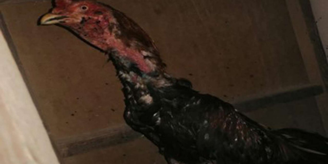 Batman’da horoz dövüşü operasyonu