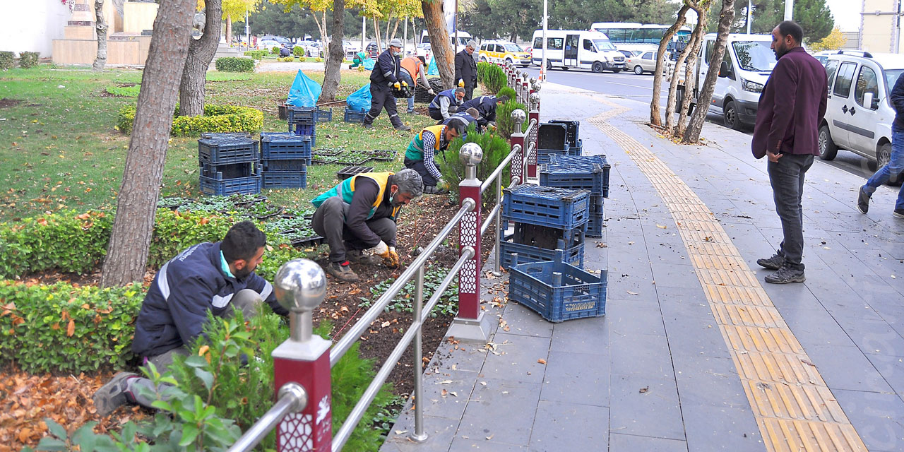 Diyarbakır'da refüj ve kavşakları laleler renklendirecek