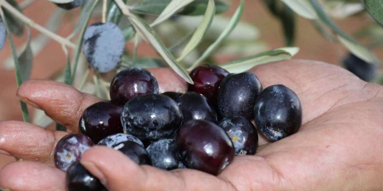 Gaziantep’te yaklaşık 55 bin ton zeytin rekoltesi bekleniyor